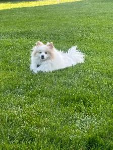German Spitz 1.5 yr old - Photo 4