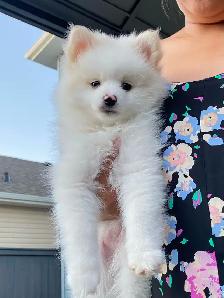 German Spitz 1.5 yr old - Photo 5