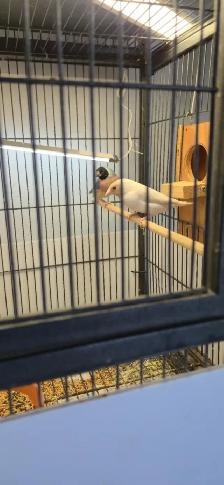 Gouldian and cage