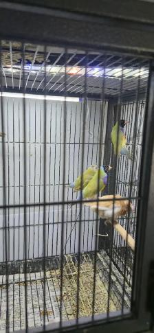 Gouldian and cage - Photo 2