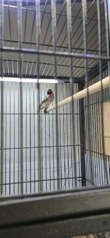 Gouldian and cage - Photo 3
