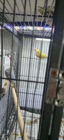 Gouldian and cage - Photo 4
