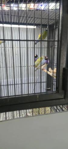 Gouldian and cage - Photo 5