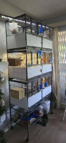 Gouldian and cage - Photo 6