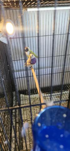 Gouldian and cage - Photo 7