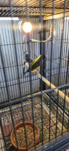 Gouldian and cage - Photo 8