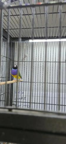 Gouldian and cage - Photo 9