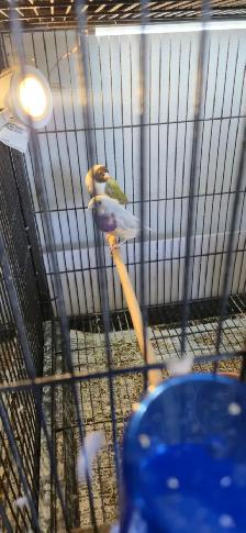Gouldian and cage - Photo 10