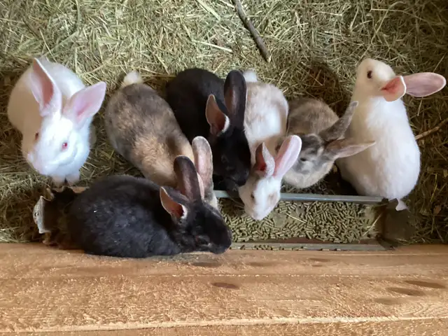 Bébés lapins
