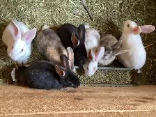 Bébés lapins