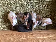 Bébés lapins - Photo 2