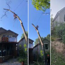 TORONTO TREE GUYS - TREE REMOVAL - PRUNING - LICENSED & INSURED - Photo 3
