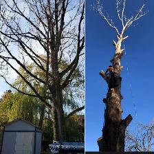TORONTO TREE GUYS - TREE REMOVAL - PRUNING - LICENSED & INSURED - Photo 5