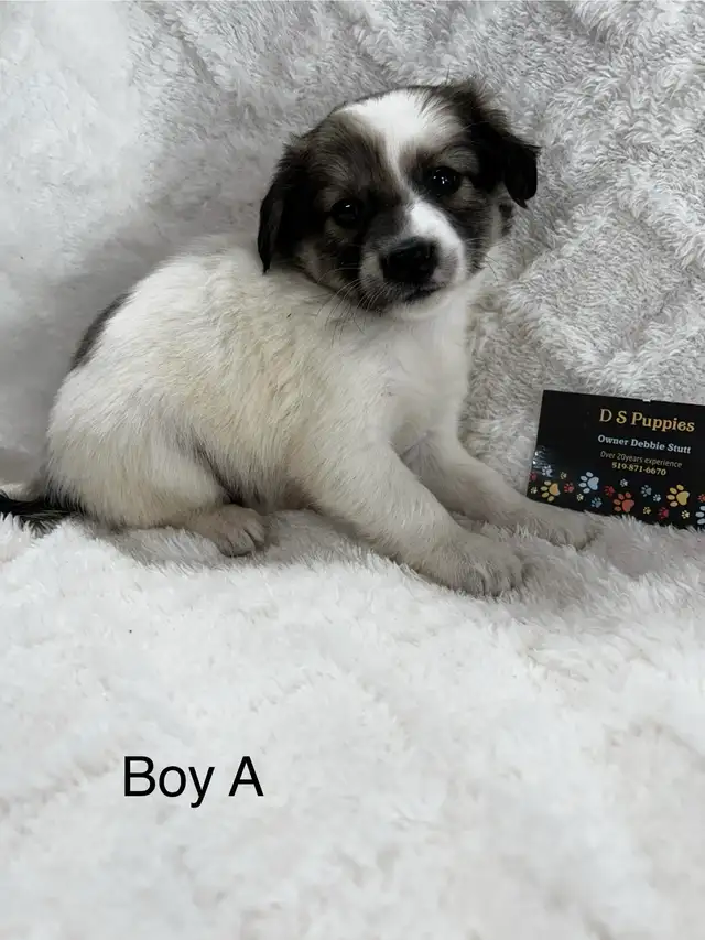 Chihuahua X Terrier (toy fox)