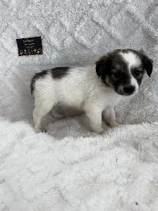 Chihuahua X Terrier (toy fox) - Photo 2