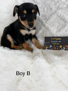 Chihuahua X Terrier (toy fox) - Photo 3