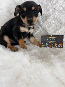 Chihuahua X Terrier (toy fox) - Photo 4