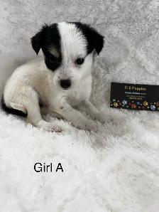 Chihuahua X Terrier (toy fox) - Photo 5