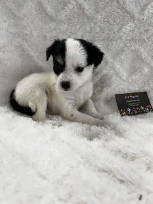 Chihuahua X Terrier (toy fox) - Photo 6