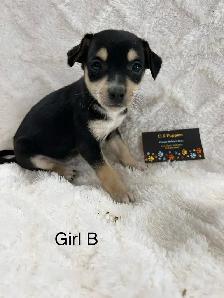Chihuahua X Terrier (toy fox) - Photo 7