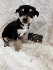 Chihuahua X Terrier (toy fox) - Photo 8