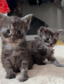 Purebred Maine Coon Kittens – Now Open for Reservation! - Photo 2