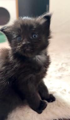 Purebred Maine Coon Kittens – Now Open for Reservation! - Photo 3