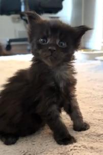Purebred Maine Coon Kittens – Now Open for Reservation! - Photo 4