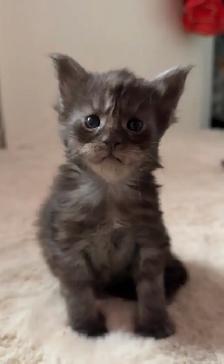 Purebred Maine Coon Kittens – Now Open for Reservation! - Photo 5