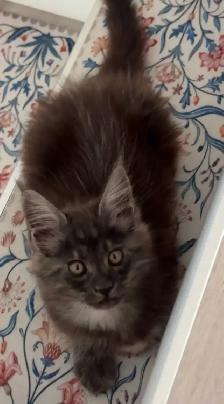 Purebred Maine Coon Kittens – Now Open for Reservation! - Photo 6