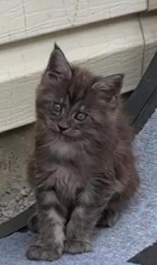 Purebred Maine Coon Kittens – Now Open for Reservation! - Photo 7