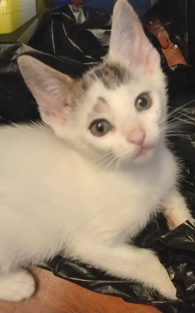 TURKISH VAN KITTENS. RARE AND UNIQUE ! 1 OF A KIND. ONLY $90.
