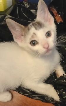 TURKISH VAN KITTENS. RARE AND UNIQUE ! 1 OF A KIND. ONLY $90.