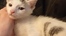 TURKISH VAN KITTENS. RARE AND UNIQUE ! 1 OF A KIND. ONLY $90. - Photo 2