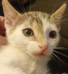 TURKISH VAN KITTENS. RARE AND UNIQUE ! 1 OF A KIND. ONLY $90. - Photo 3