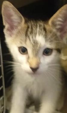 TURKISH VAN KITTENS. RARE AND UNIQUE ! 1 OF A KIND. ONLY $90. - Photo 4