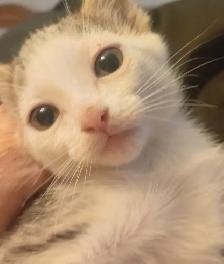TURKISH VAN KITTENS. RARE AND UNIQUE ! 1 OF A KIND. ONLY $90. - Photo 5