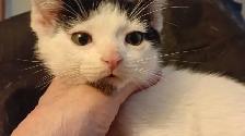 TURKISH VAN KITTENS. RARE AND UNIQUE ! 1 OF A KIND. ONLY $90. - Photo 6