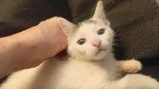 TURKISH VAN KITTENS. RARE AND UNIQUE ! 1 OF A KIND. ONLY $90. - Photo 7