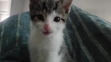 TURKISH VAN KITTENS. RARE AND UNIQUE ! 1 OF A KIND. ONLY $90. - Photo 10