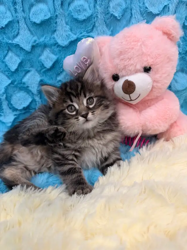 ❤️ Bengal/Siberian kittens ❤️(437) 292-1163