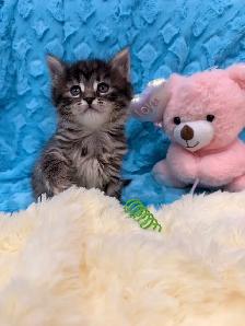 ❤️ Bengal/Siberian kittens ❤️(437) 292-1163 - Photo 2