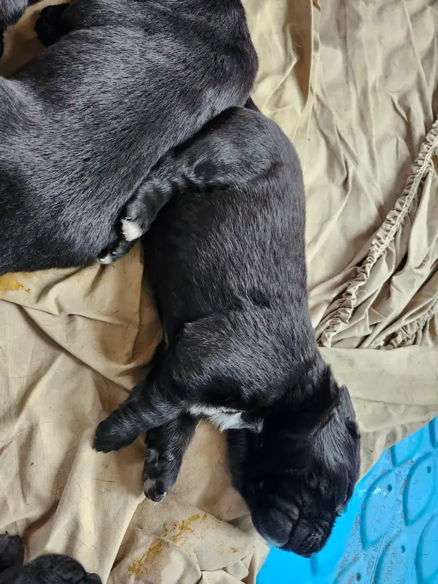 chiots labernois