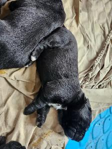 chiots labernois
