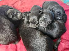 chiots labernois - Photo 2