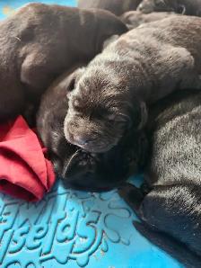 chiots labernois - Photo 3