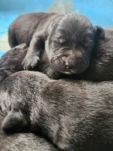 chiots labernois - Photo 4