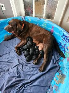 chiots labernois - Photo 5