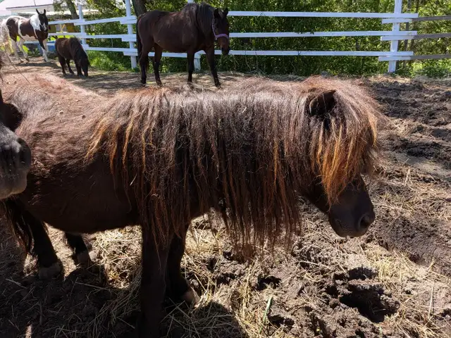 miniature ponies