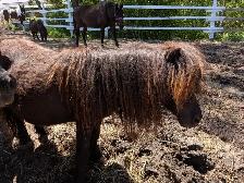 miniature ponies